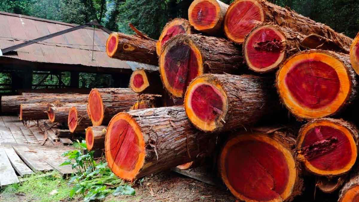 why quality red sandal wood grows in only south india 