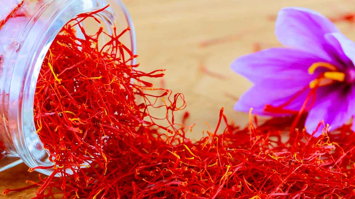 saffron can increase your sexual stamina know how to take it 