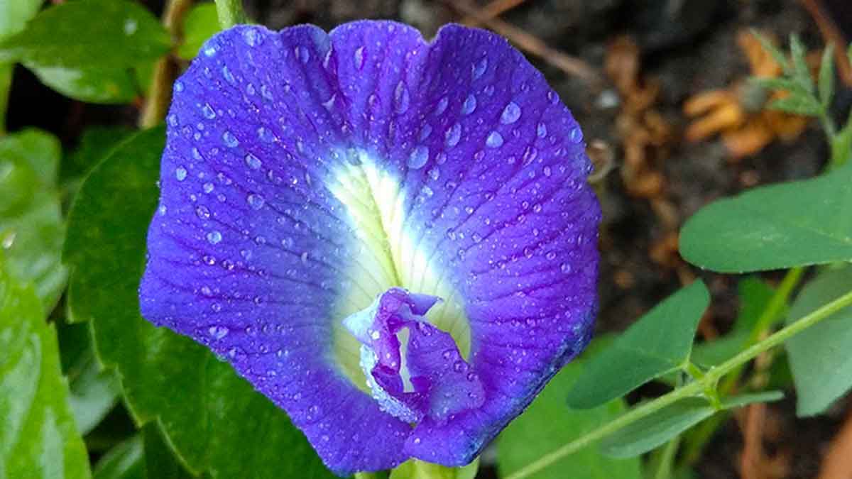 shanku pushpam flowers tea take for diabetes 