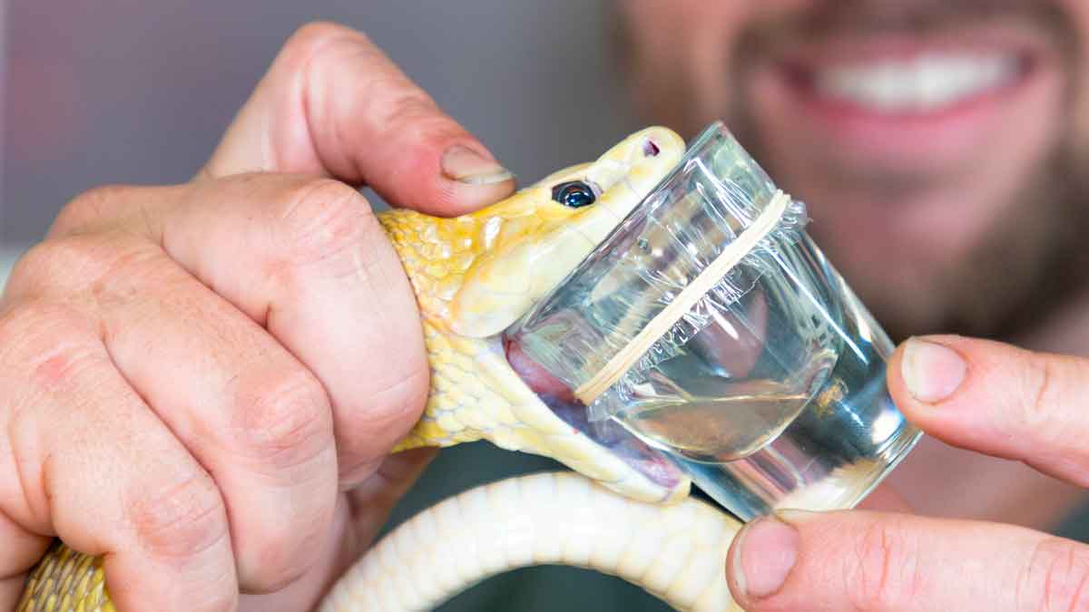 can drinking snake venom kills you 