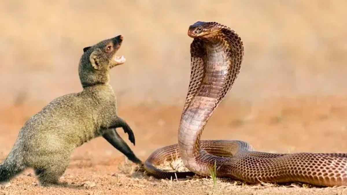 why snake and mongoose fight with each other 