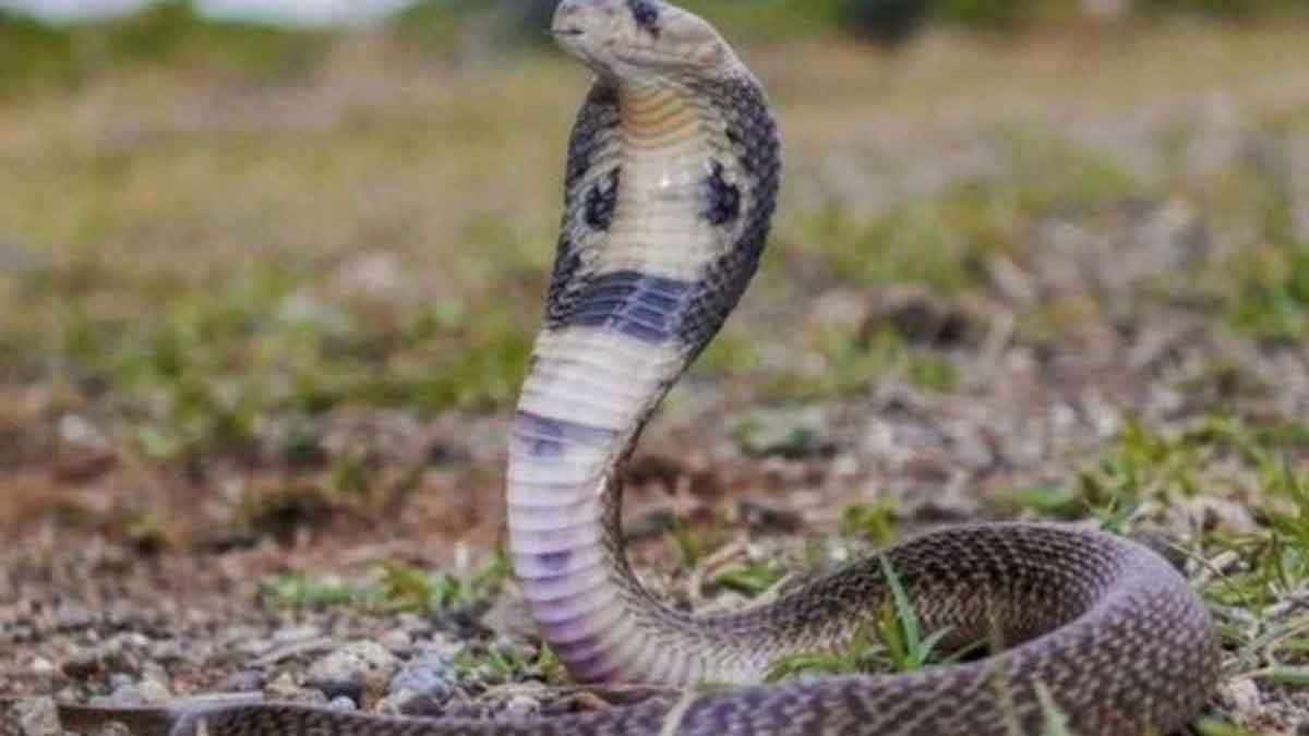 do snakes alert us before they bite us 