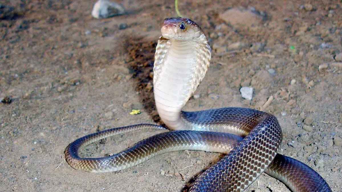 do snakes take revenge upon us 