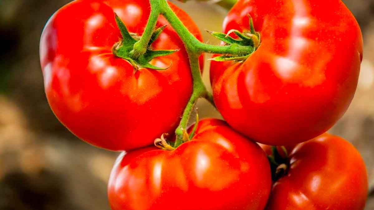 many wonderful health benefits with tomatoes 