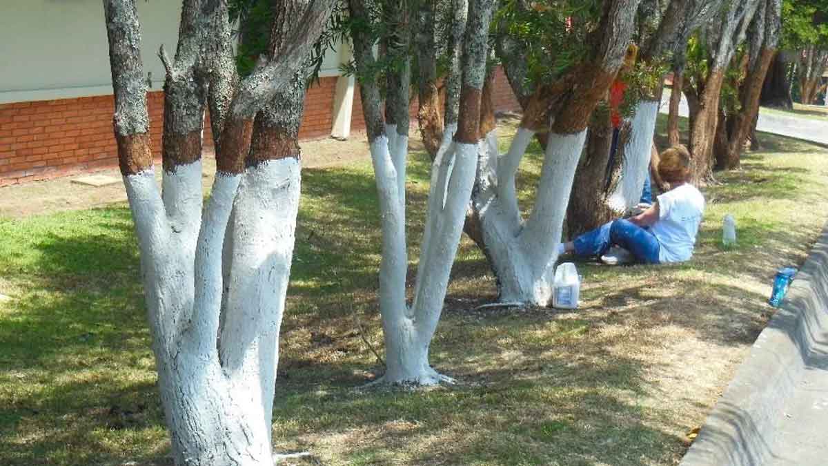 why red and white paint to trees 