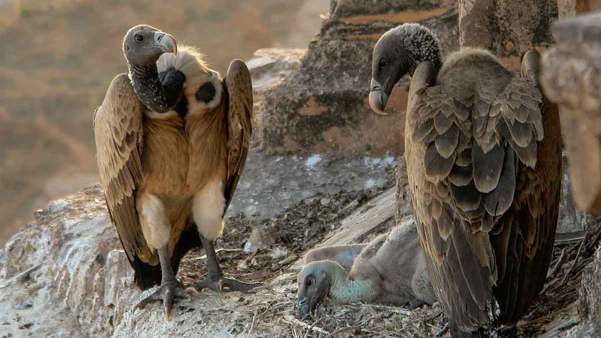 why vultures become extinct 