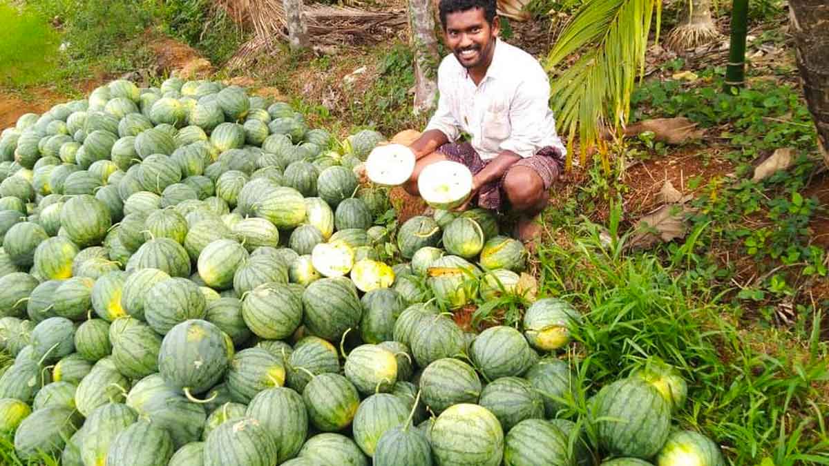 water melon crop farmer did this small story 