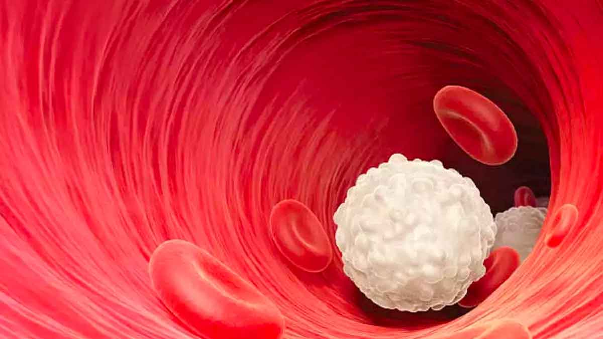 how to increase white blood cells 