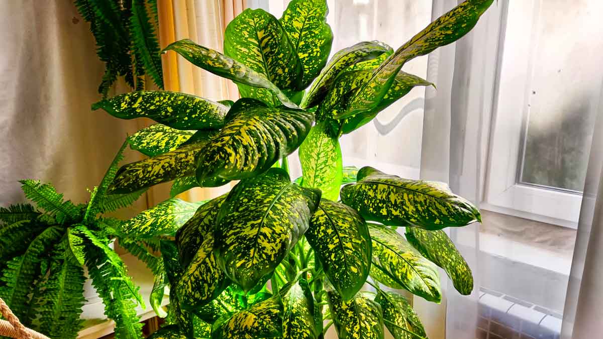 if you have this Dieffenbachia plant in your home remove it immediately 