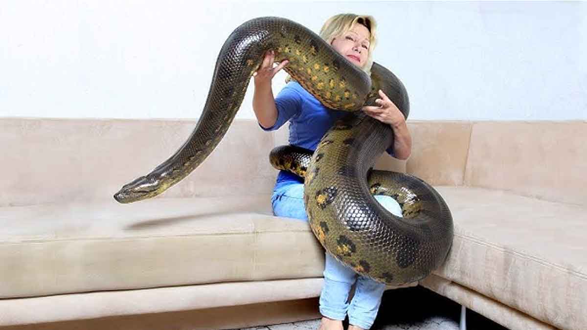 can anaconda swallow humans 