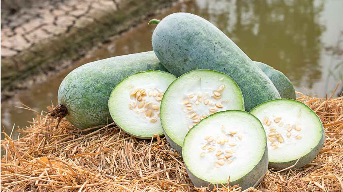 ash gourd juice gives these wonderful health benefits 