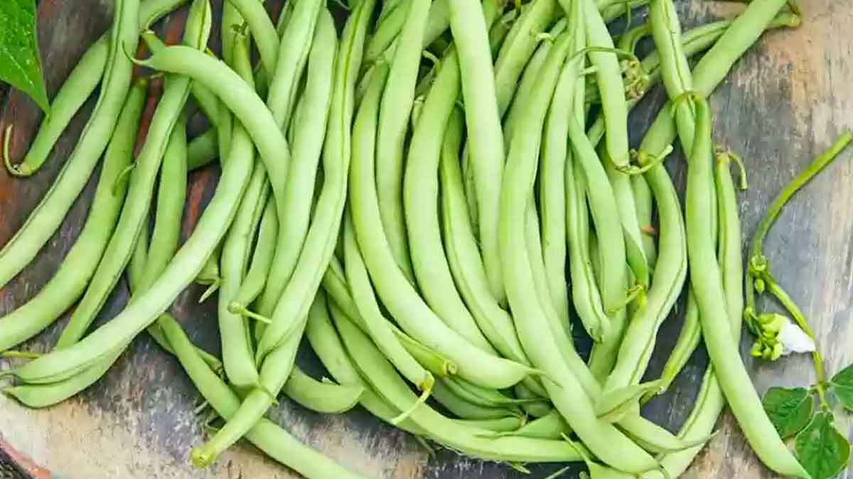 taking beans regularly can reduce diabetes 