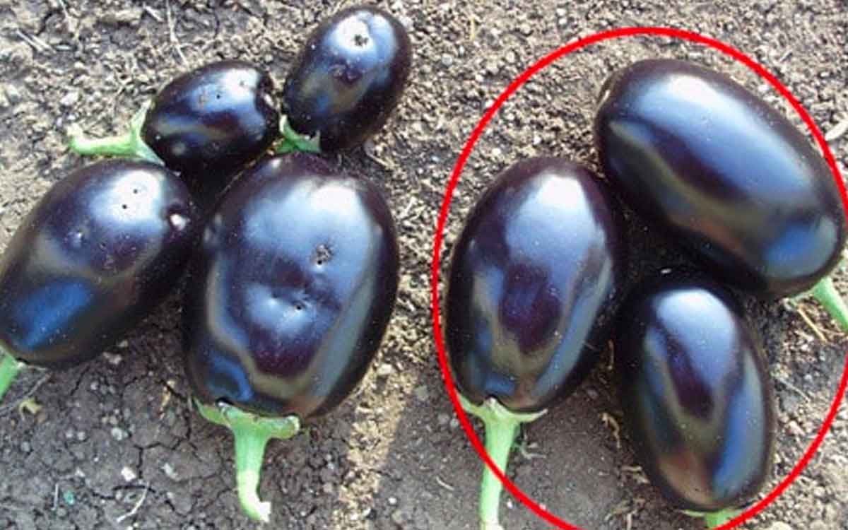 bt brinjal is it safe to eat them 