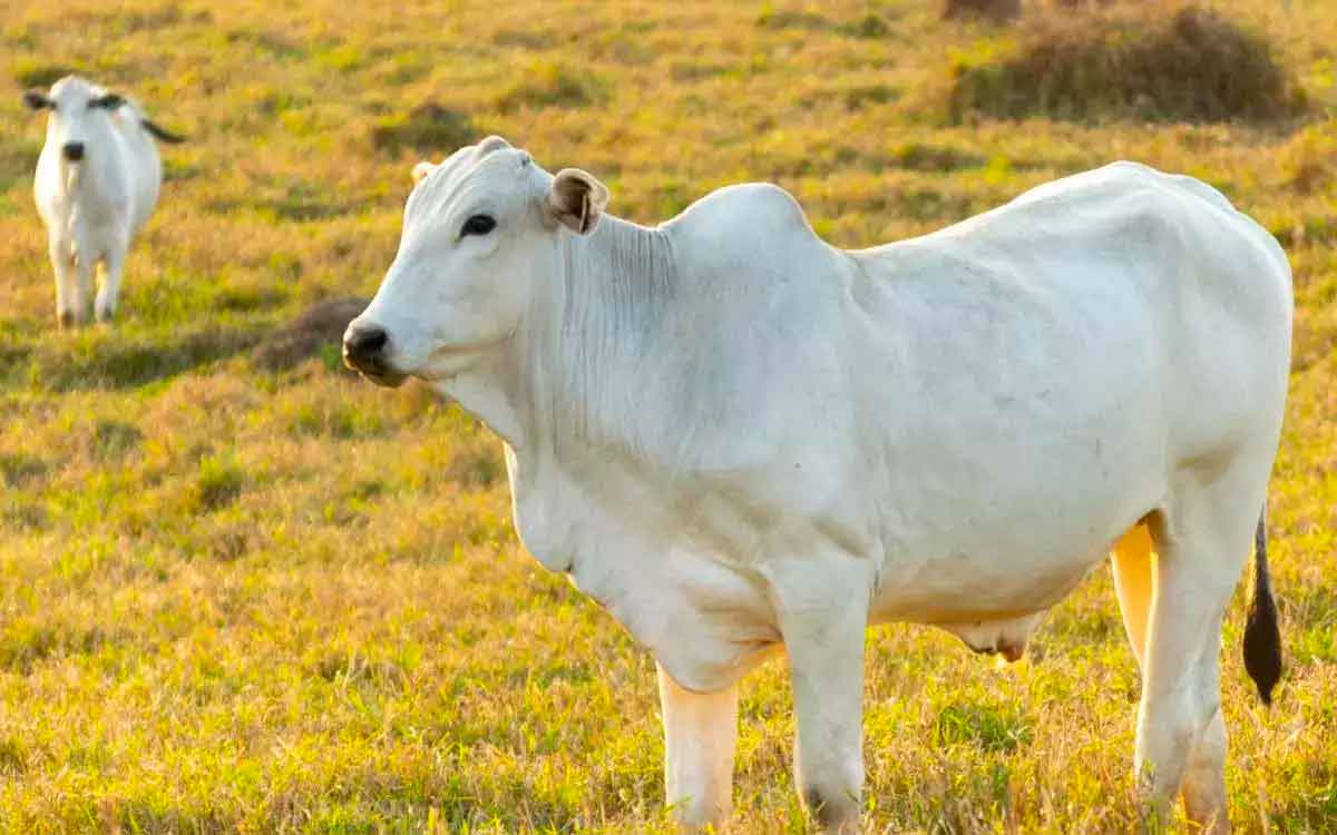 do cows really inhale and exhale oxygen 