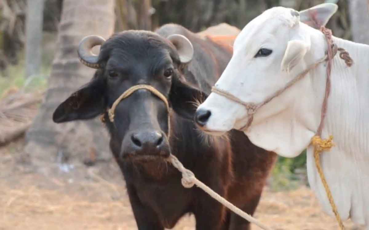 the differences between cows and buffaloes 