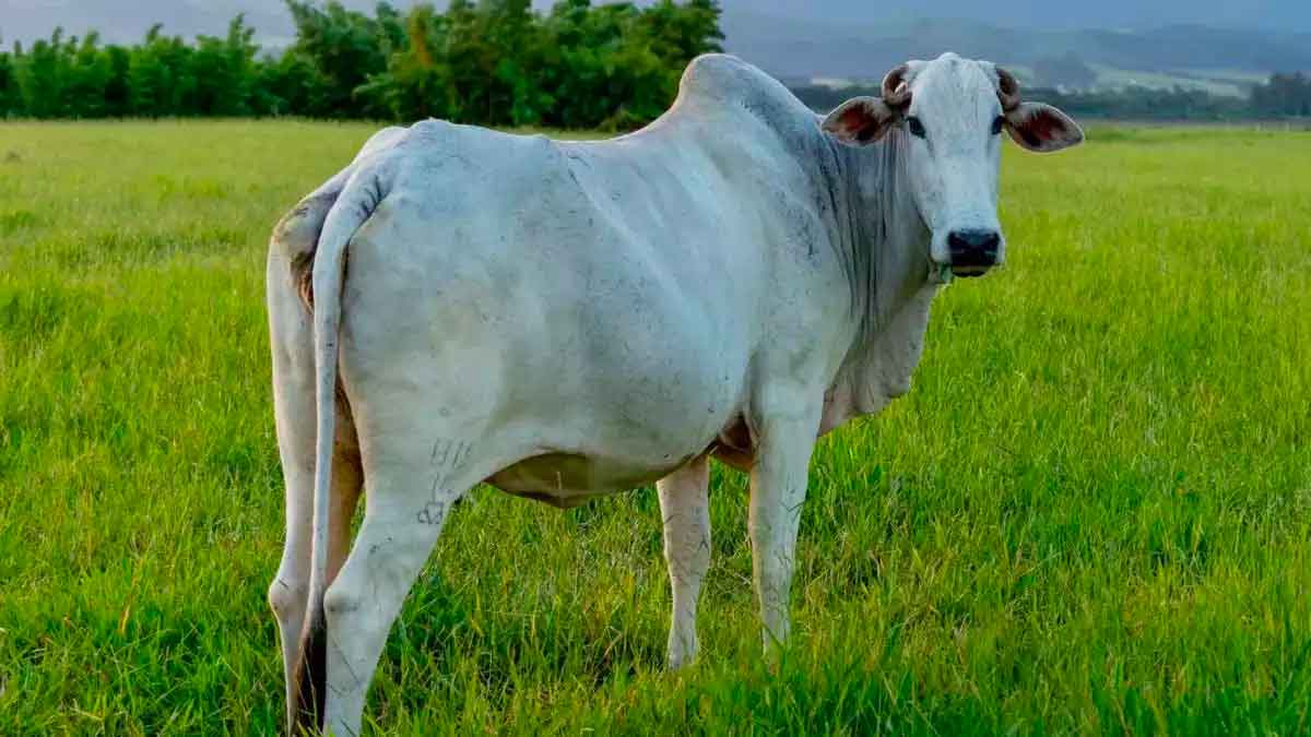 why hindus feel cow is sacred 