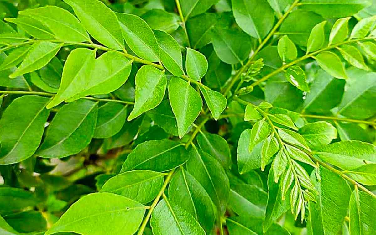 home remedies using curry leaves you must know 