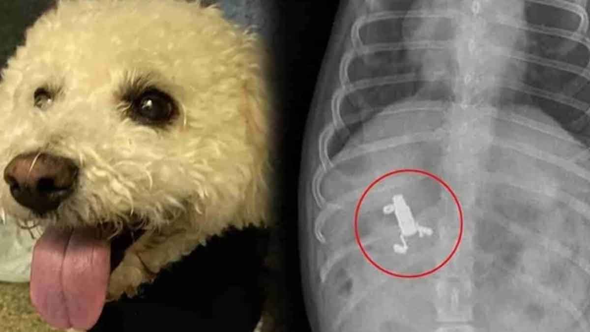 dog swallowed a smoke pod what happened next 