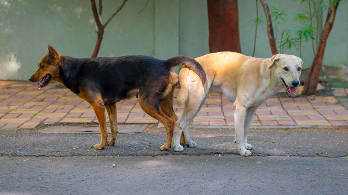 important facts to know about dogs mating 