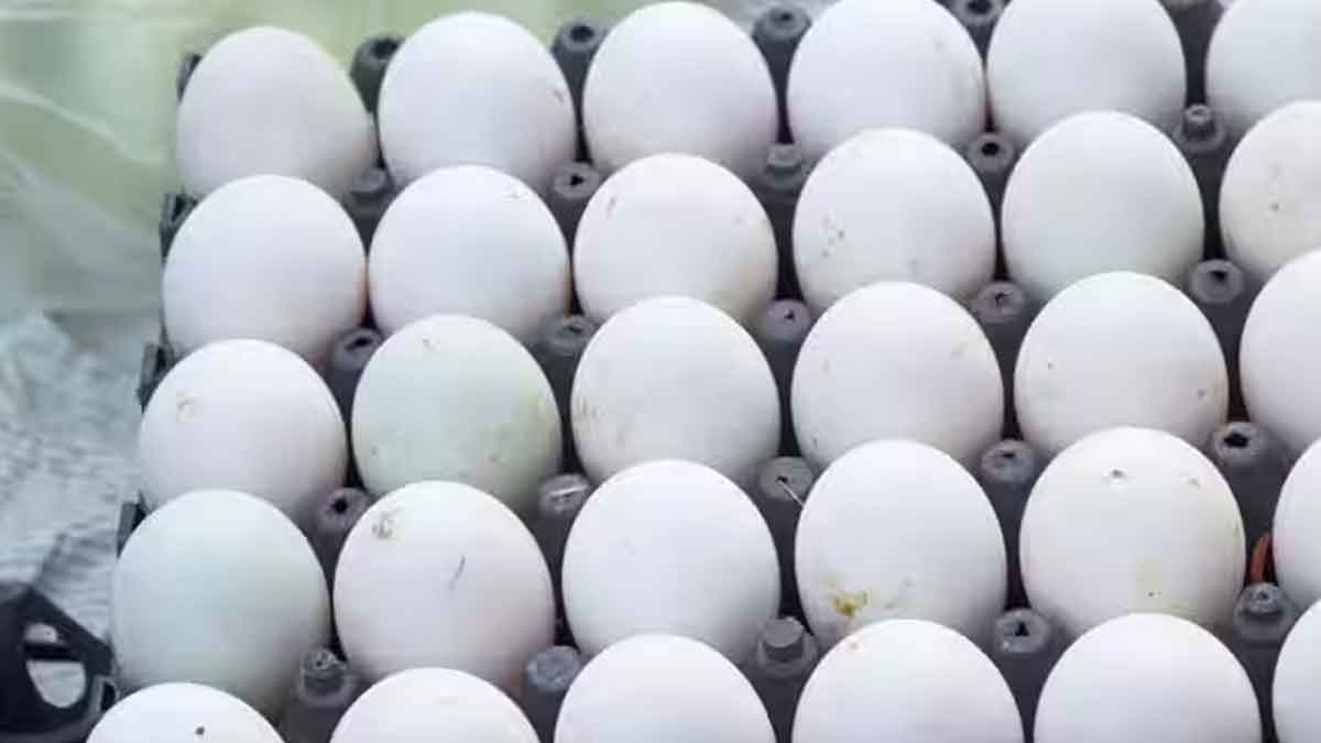 how to identify fake eggs know these tips 