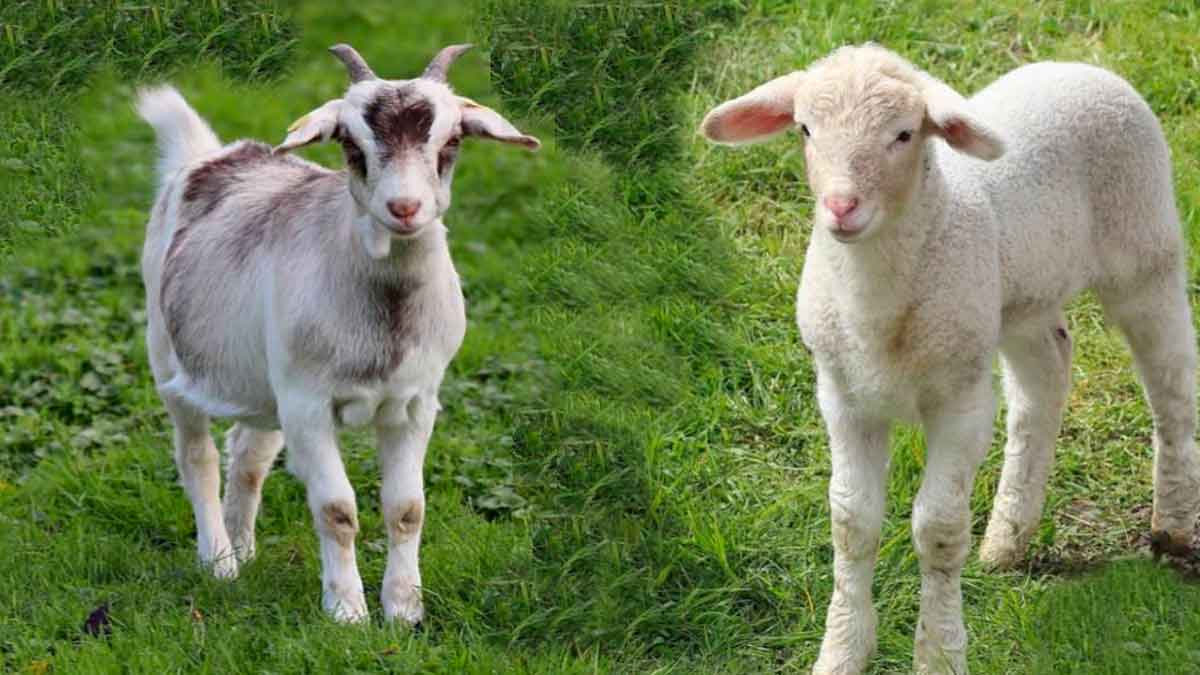 goat vs sheep which meat is better for us 