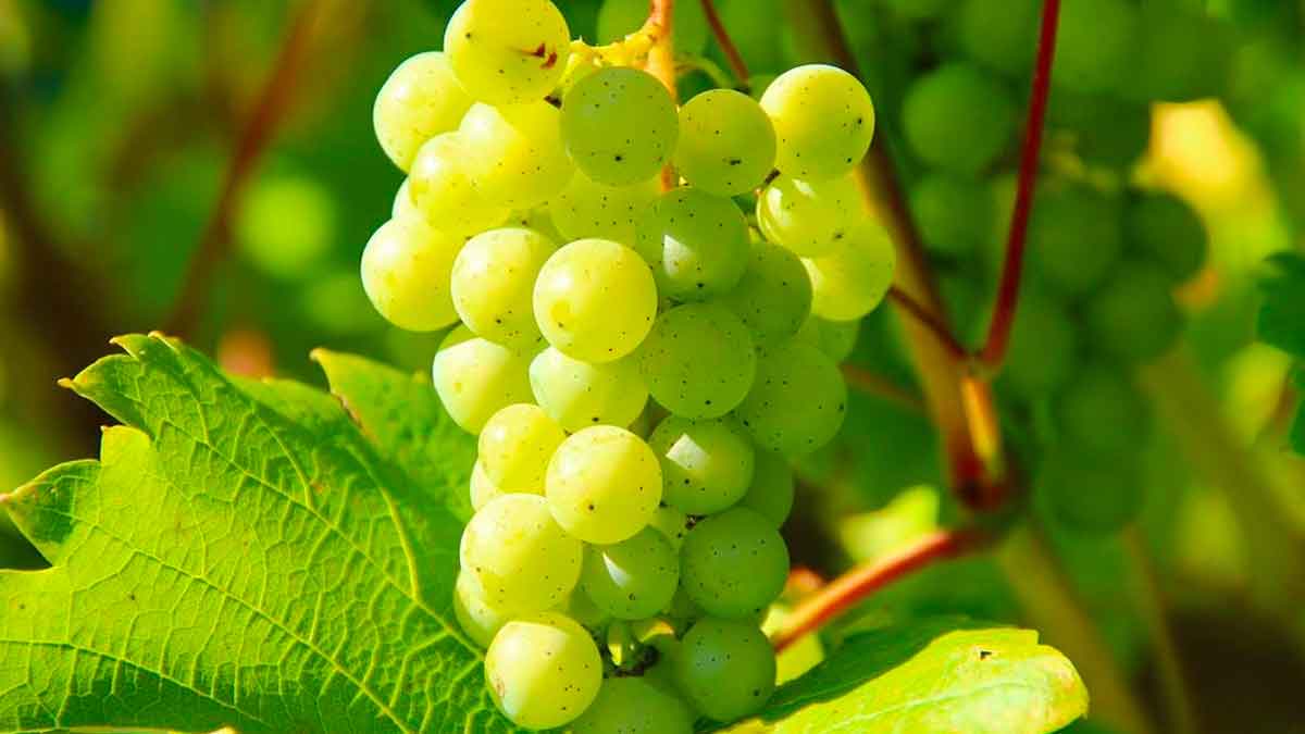 grapes can do wonders to your skin 