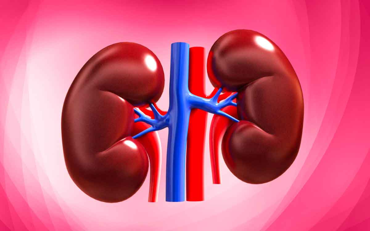 take these foods if you want your kidneys in good health 