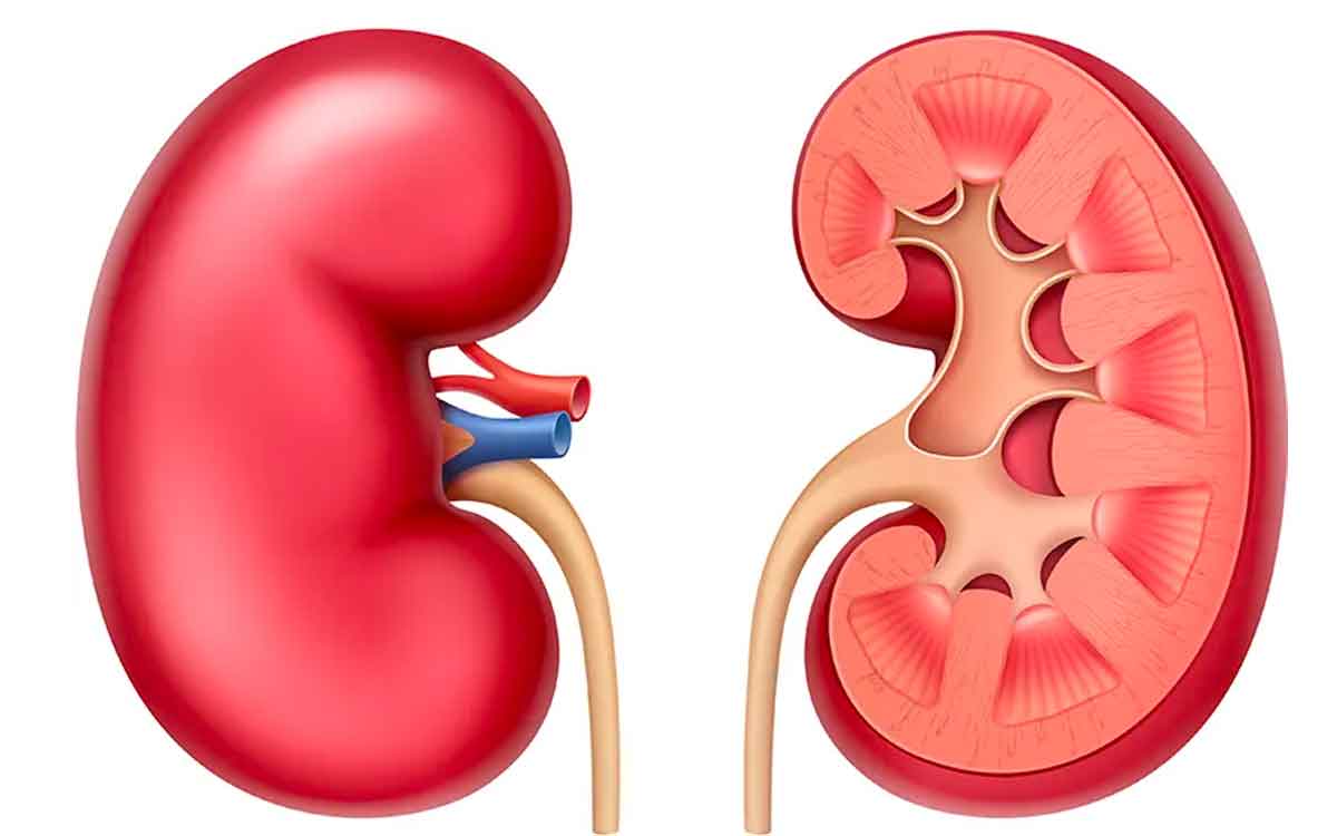 how to prepare a drink that cleans kidneys 