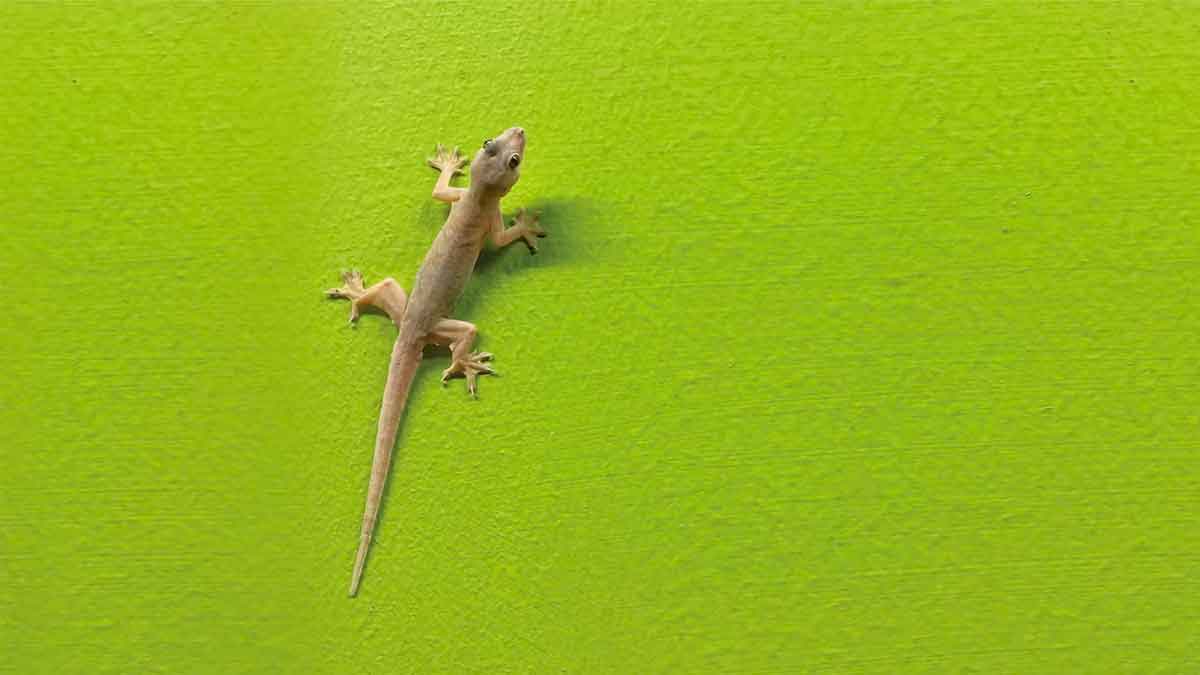 follow this tip to prevent lizards coming to your home 