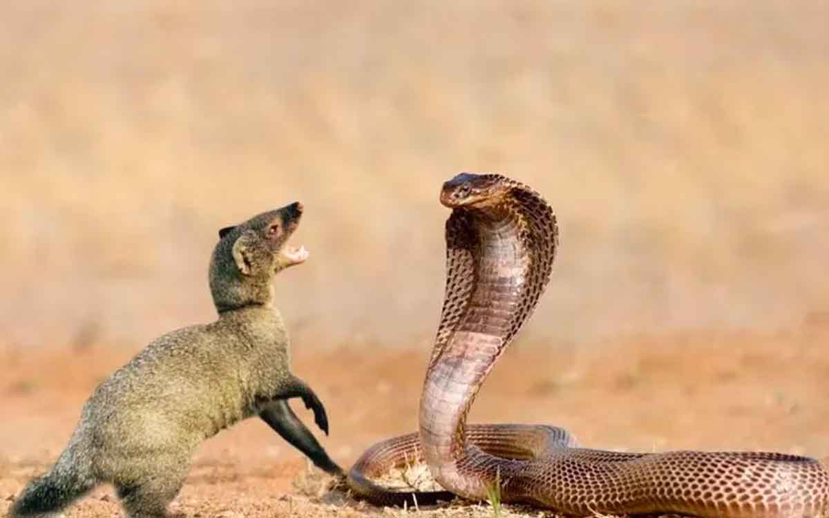 why mongoose is very much resistant to snake poison 