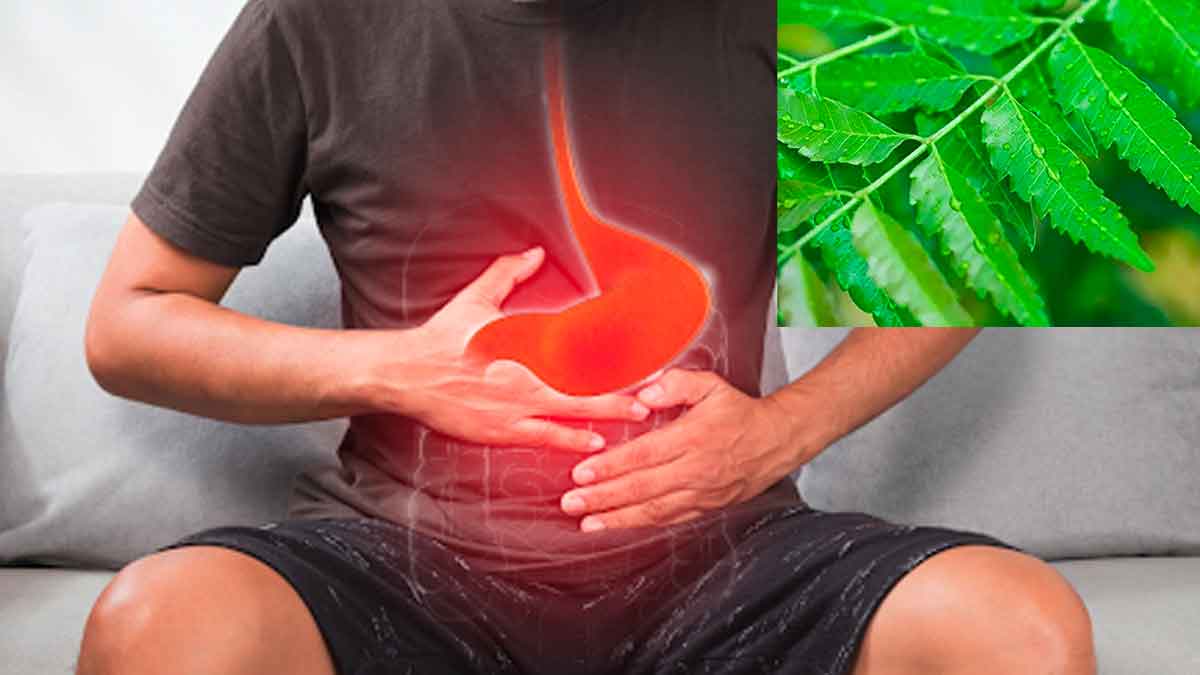 use neem leaves in this way to get rid of stomach ulcer 