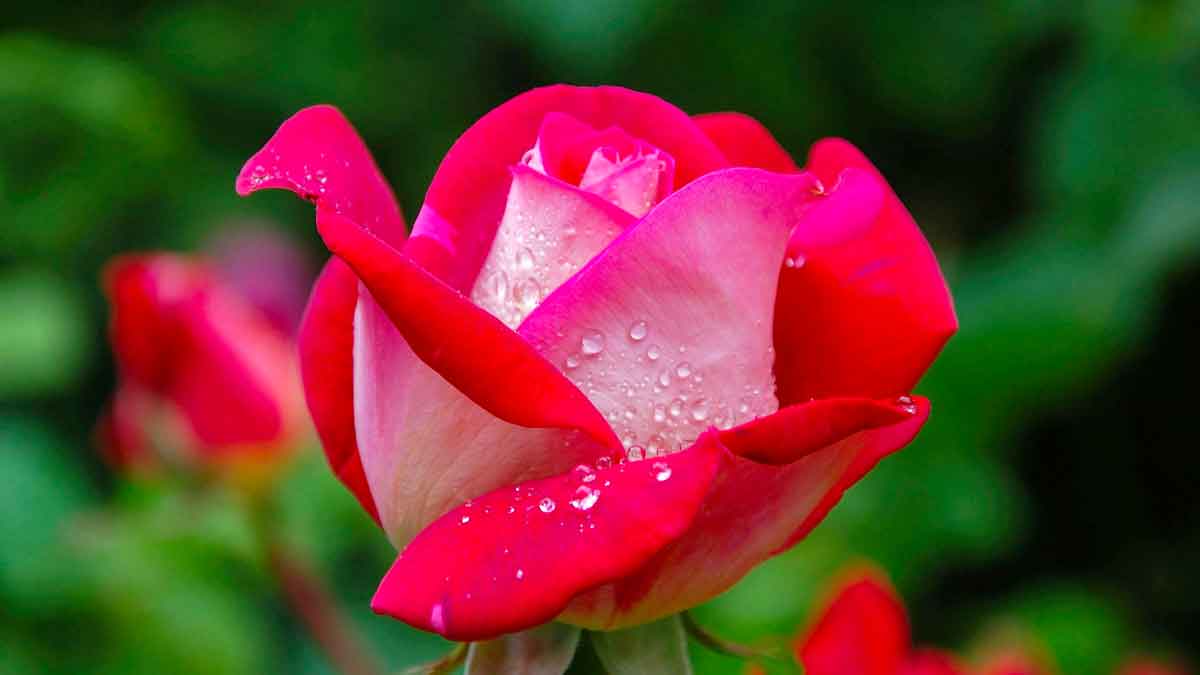 many wonderful health and beauty benefits of rose flower