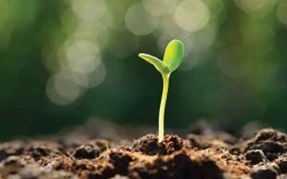 a seed given a lesson about positive attitude 