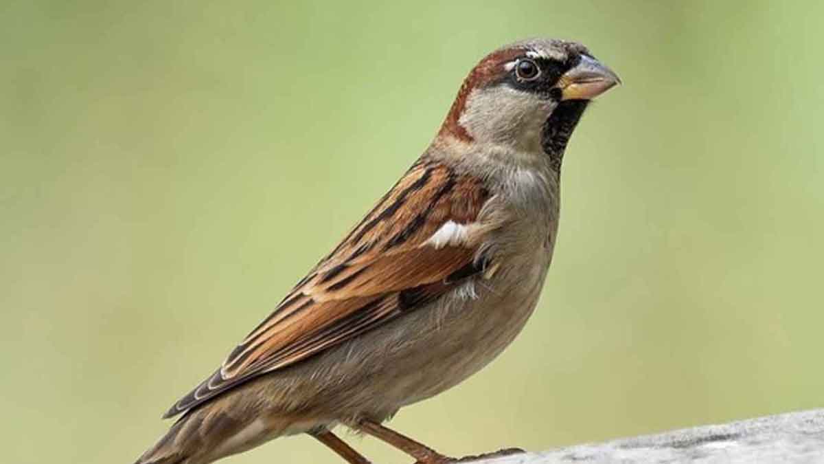 what happens if sparrows come to your home 