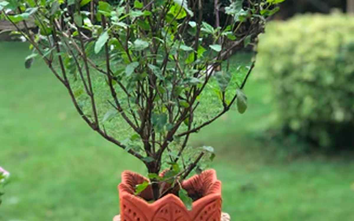 what happens if suddenly tulsi plant dries 