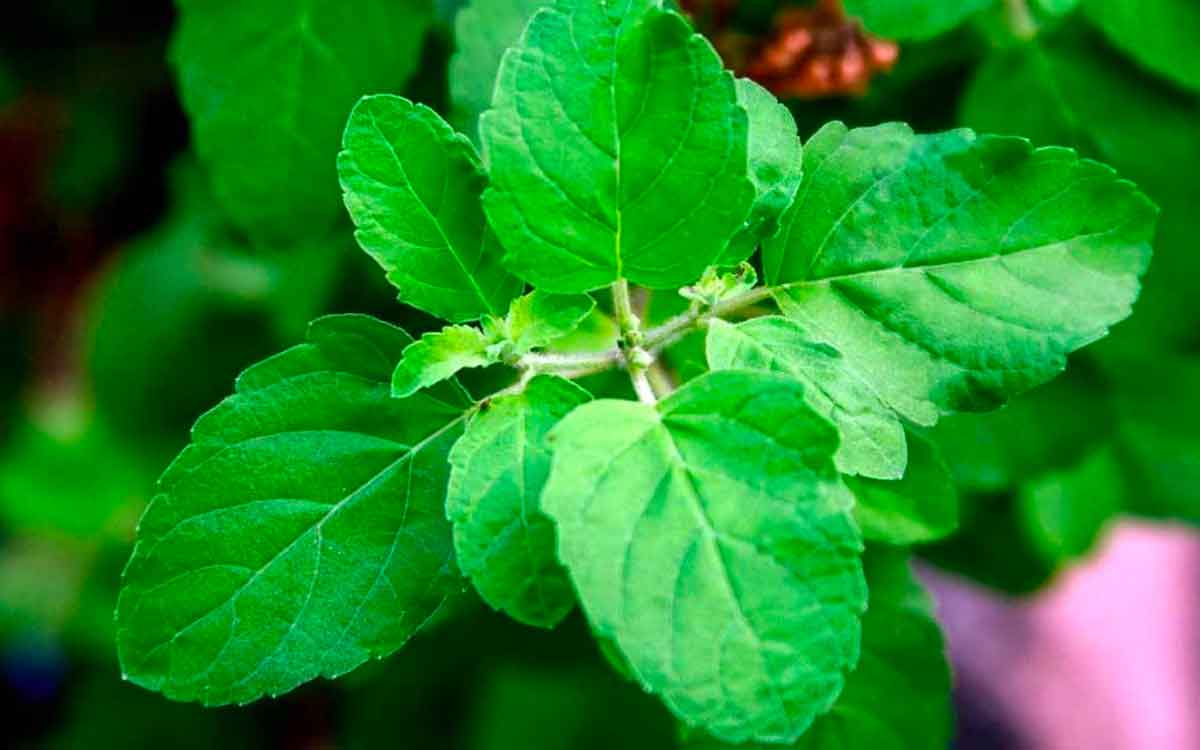 how to take tulsi leaves for different types of diseases 