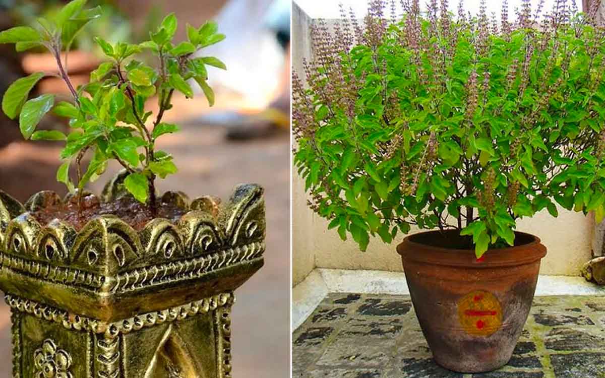 do not plant any other plants near tulsi know why 