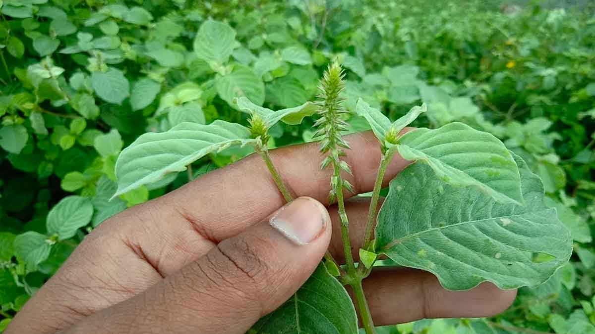 do like this with uttareni leaves to melt belly fat 