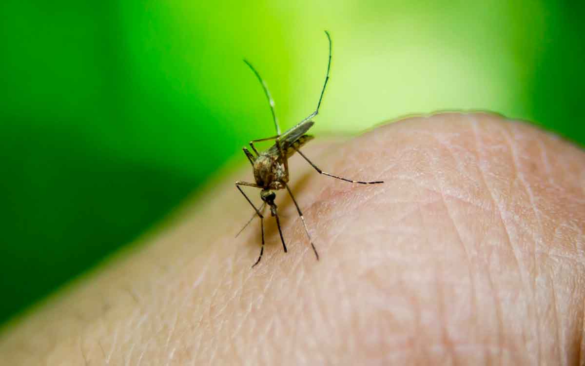 can aids come with mosquito bite
