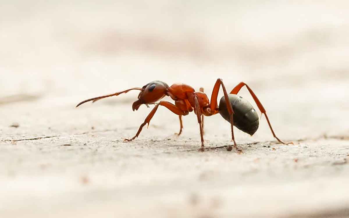 why ants will not get any injuries if they fell down 