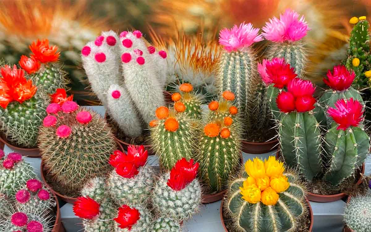 if you have this type of plants in your home remove them 