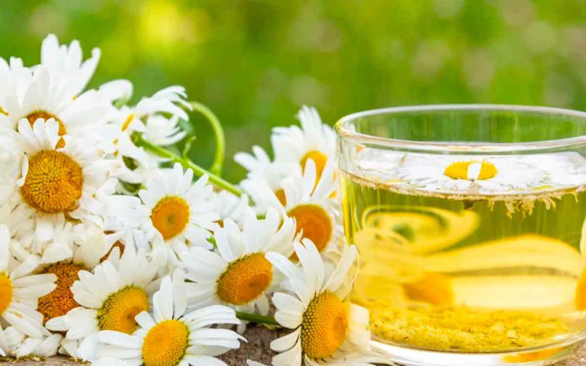 many wonderful health benefits of drinking chamomile tea