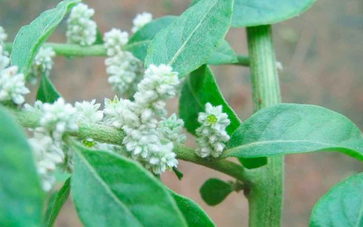 konda pindi aku can reduce any size of kidney stones 
