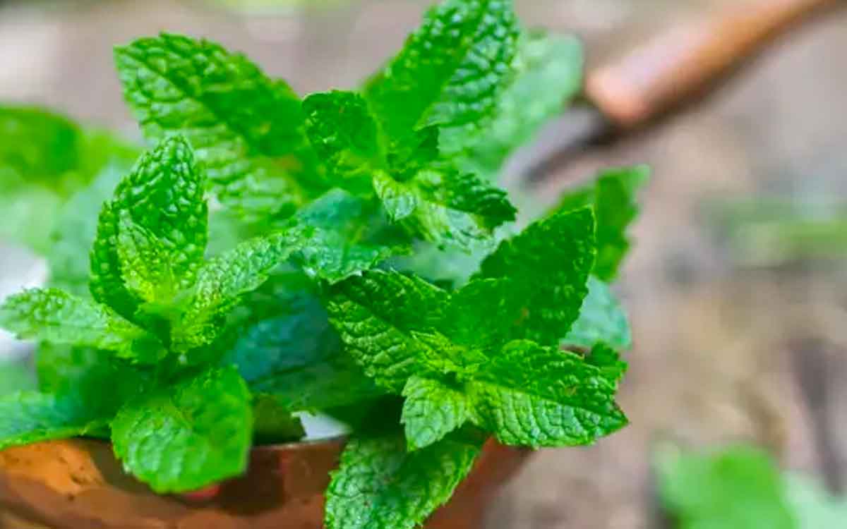 take these leaves daily to control blood sugar levels 