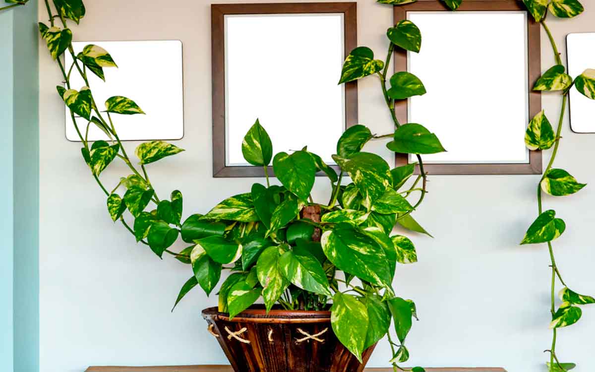 do not make any mistakes if you have aquarium and money plant 