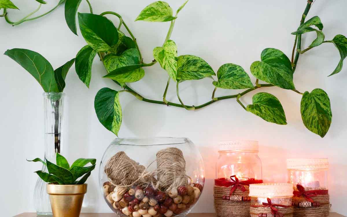 if you are putting money plant in your home then follow these rules 