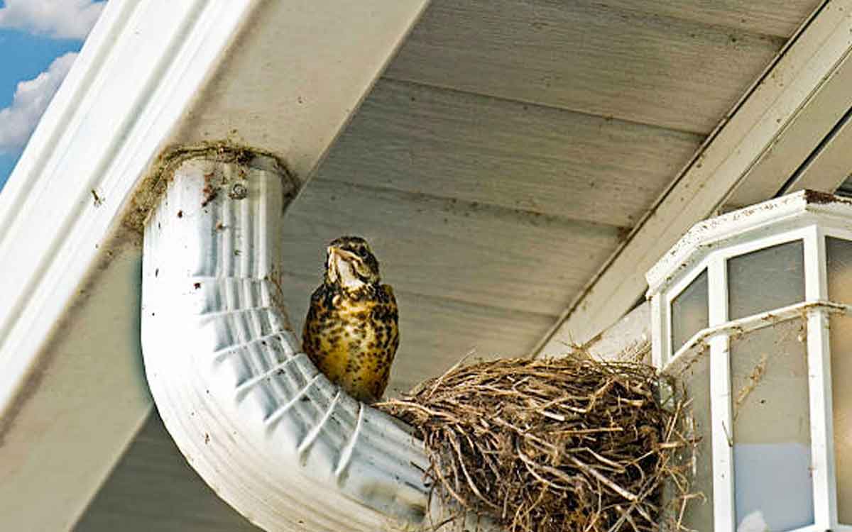 what happens if a bird puts nest in home 