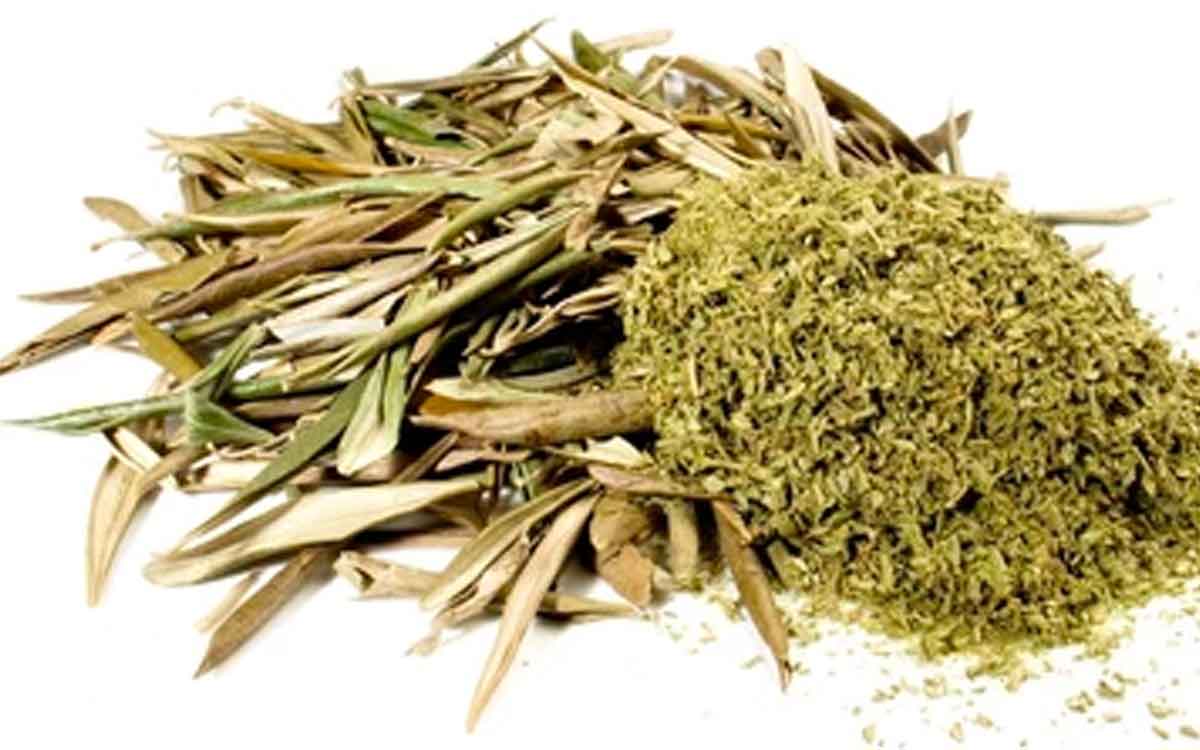 take olive leaves powder daily for these health benefits 