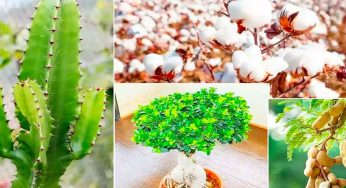 వాస్తు ప్ర‌కారం ఈ మొక్క‌లు మీ ఇంట్లో ఉంటే ఎన్నో స‌మ‌స్య‌లు వ‌స్తాయి.. జాగ్ర‌త్త‌..
