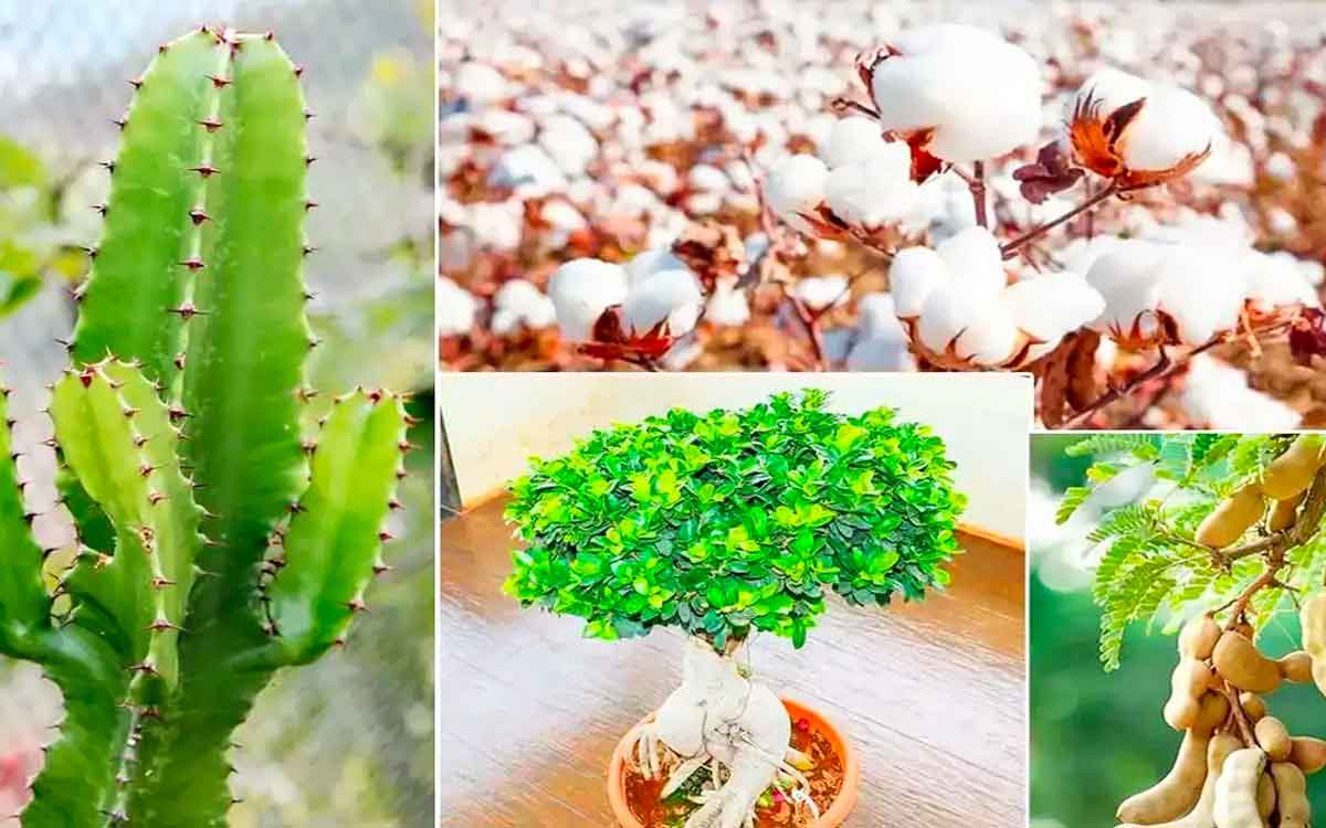 do not keep these plants in your home or else you will get troubles 